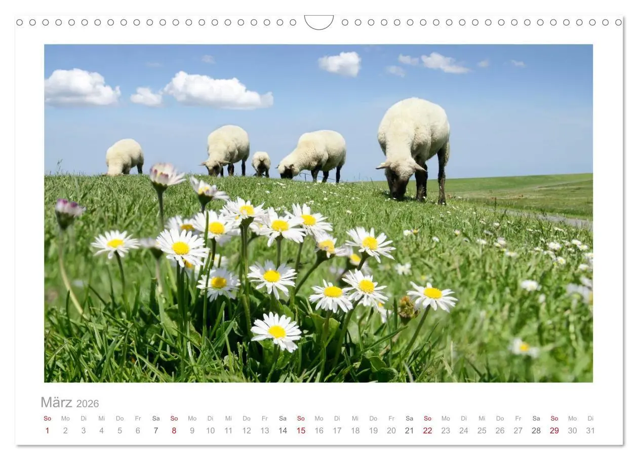 Bild: 9783516088786 | Nordsee Schafe (Wandkalender 2026 DIN A3 quer), CALVENDO...