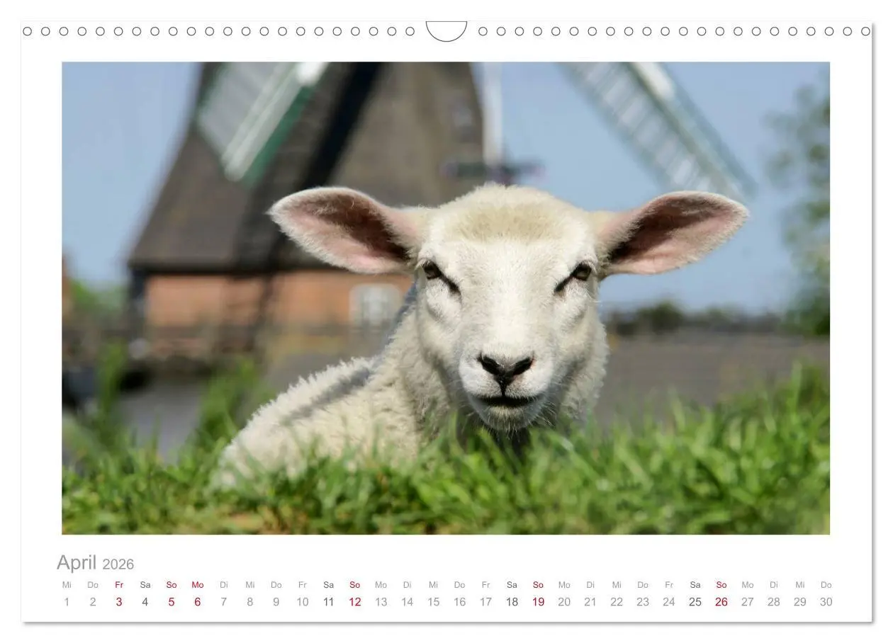 Bild: 9783516088786 | Nordsee Schafe (Wandkalender 2026 DIN A3 quer), CALVENDO...