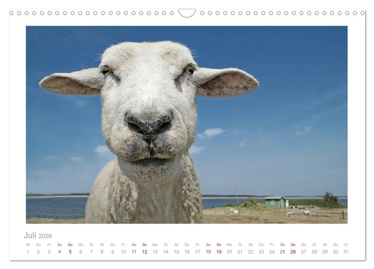 Bild: 9783516088786 | Nordsee Schafe (Wandkalender 2026 DIN A3 quer), CALVENDO...