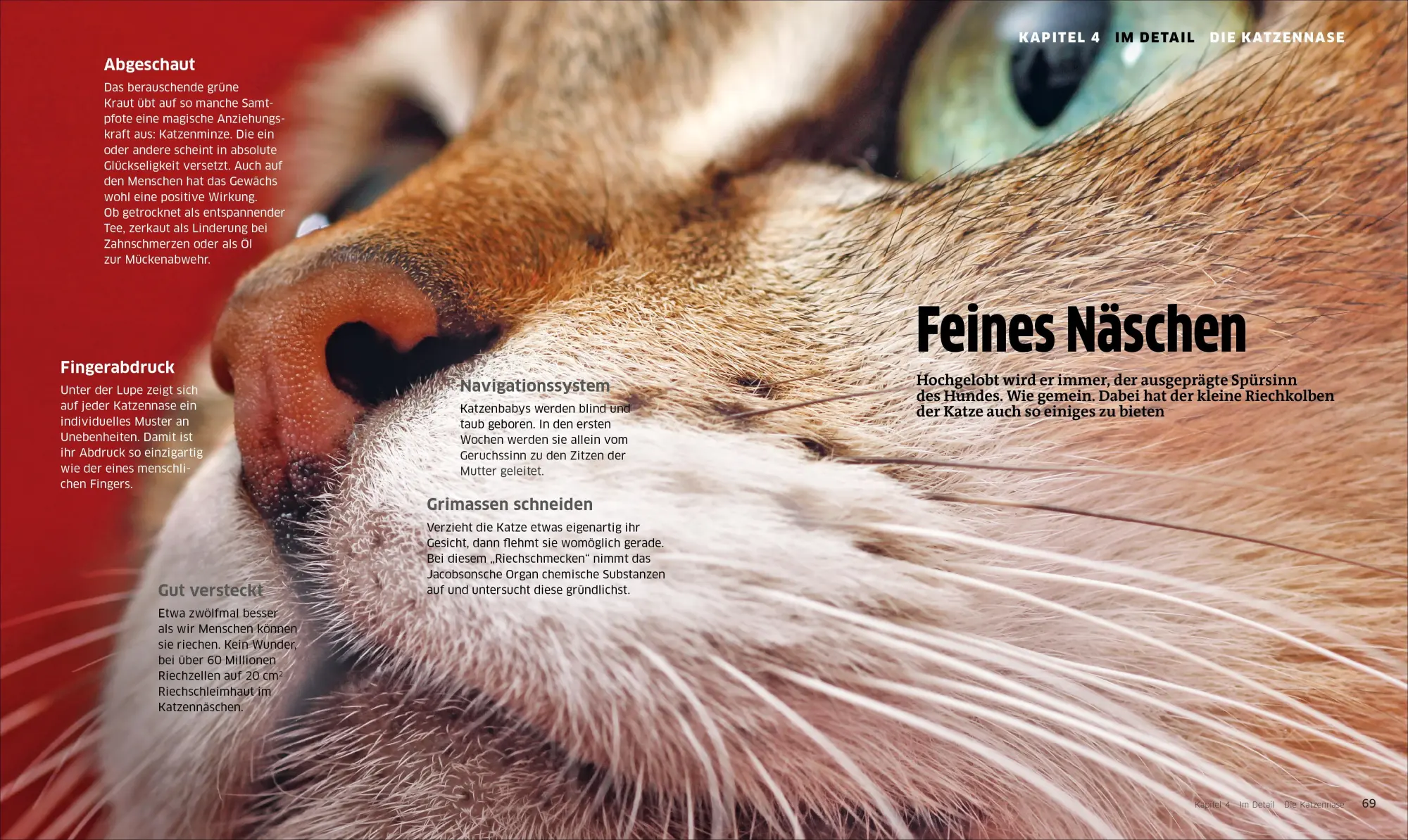Bild: 9783838838786 | Die große Katzenbibel | Alles, was Sie über Katzen wissen müssen