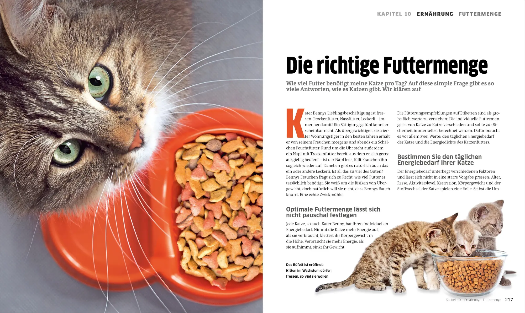 Bild: 9783838838786 | Die große Katzenbibel | Alles, was Sie über Katzen wissen müssen