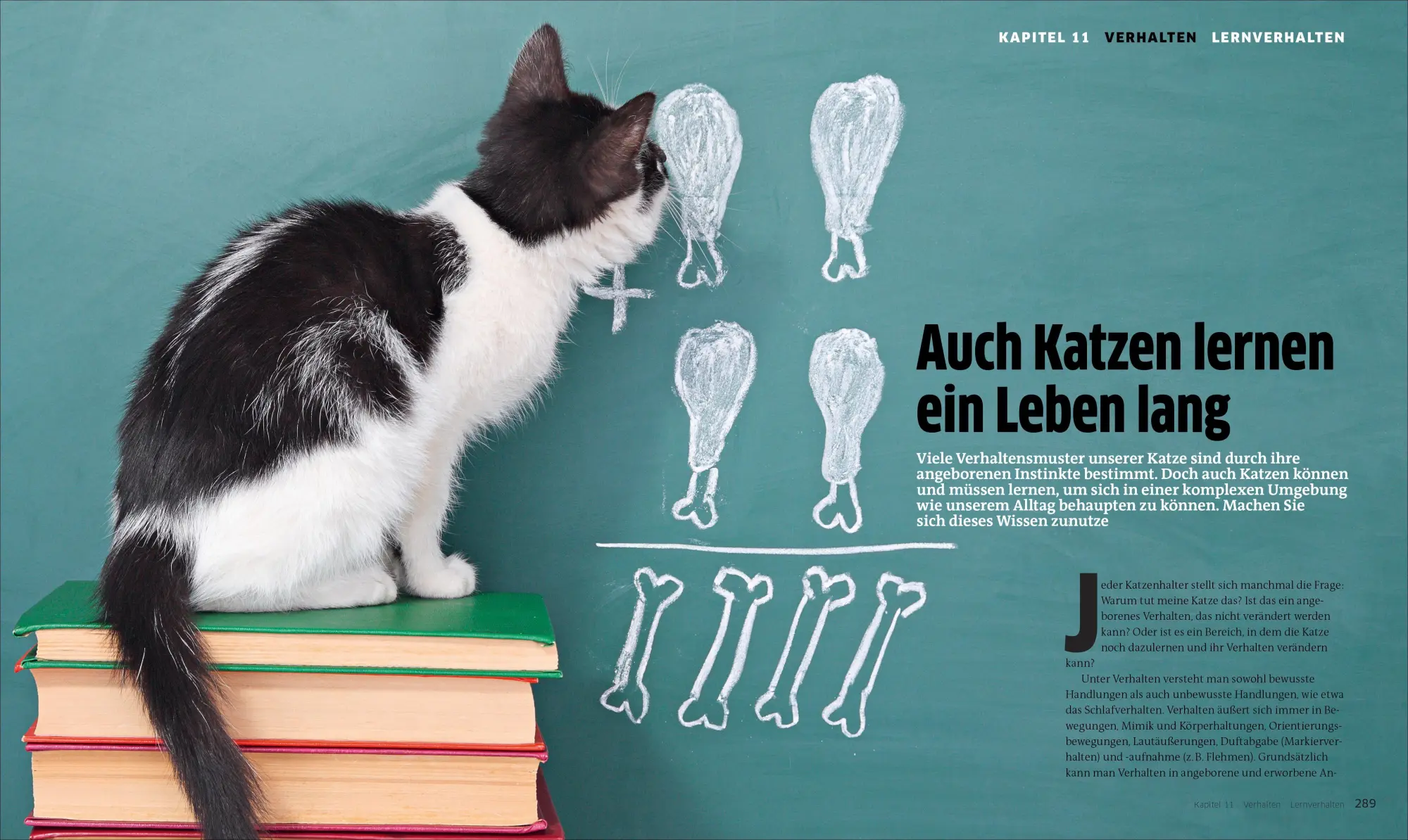 Bild: 9783838838786 | Die große Katzenbibel | Alles, was Sie über Katzen wissen müssen