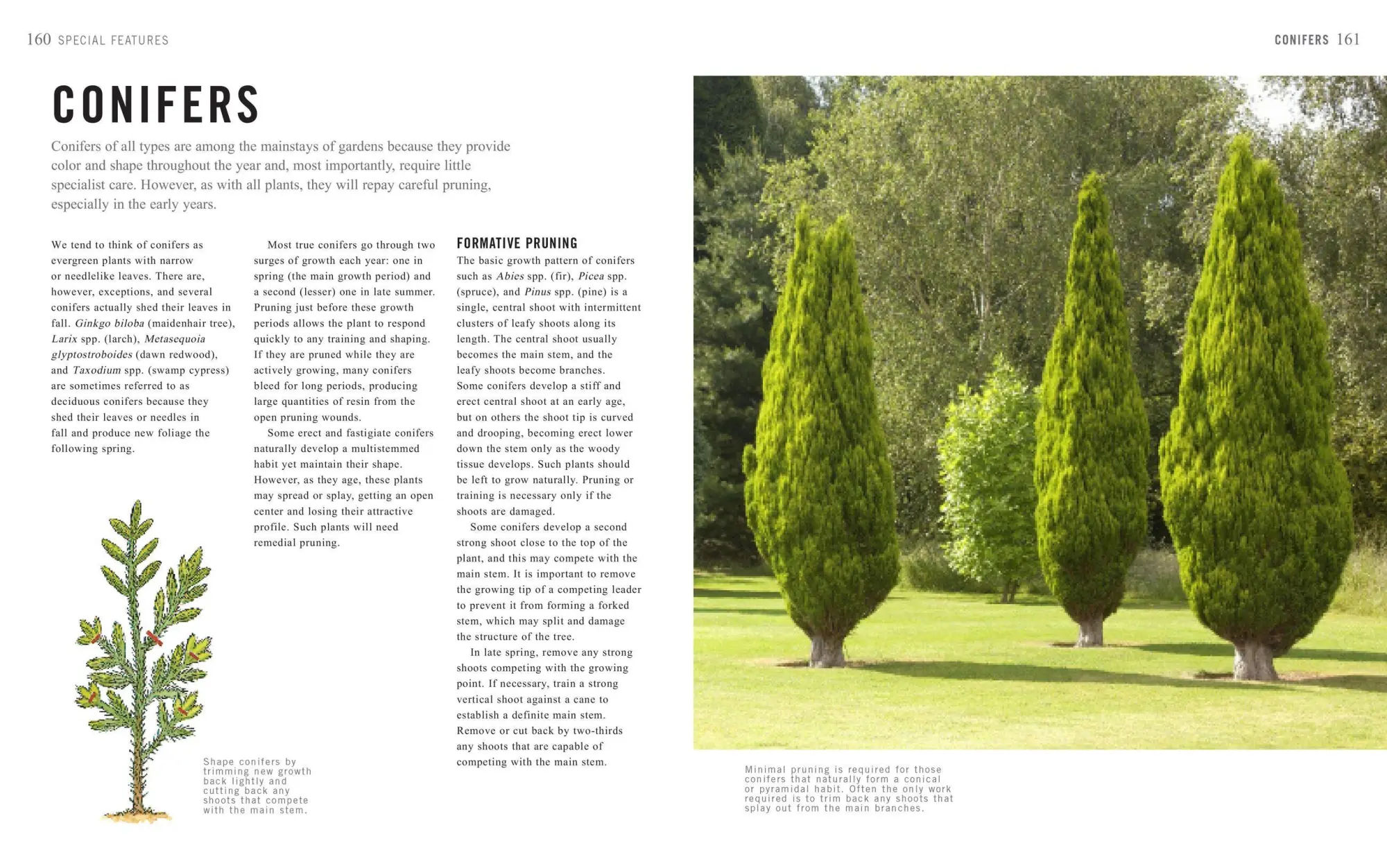 Bild: 9781604698886 | Pruning Simplified | Steven Bradley | Taschenbuch | Englisch | 2019