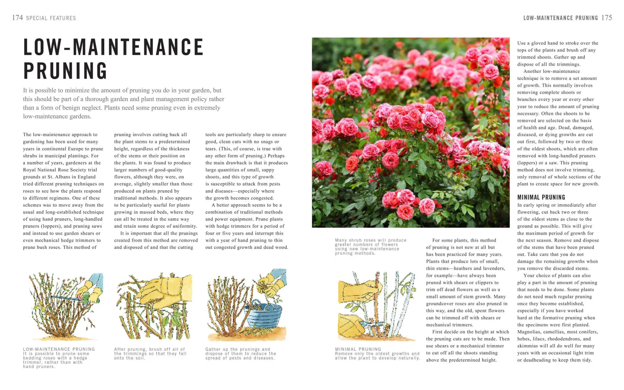 Bild: 9781604698886 | Pruning Simplified | Steven Bradley | Taschenbuch | Englisch | 2019