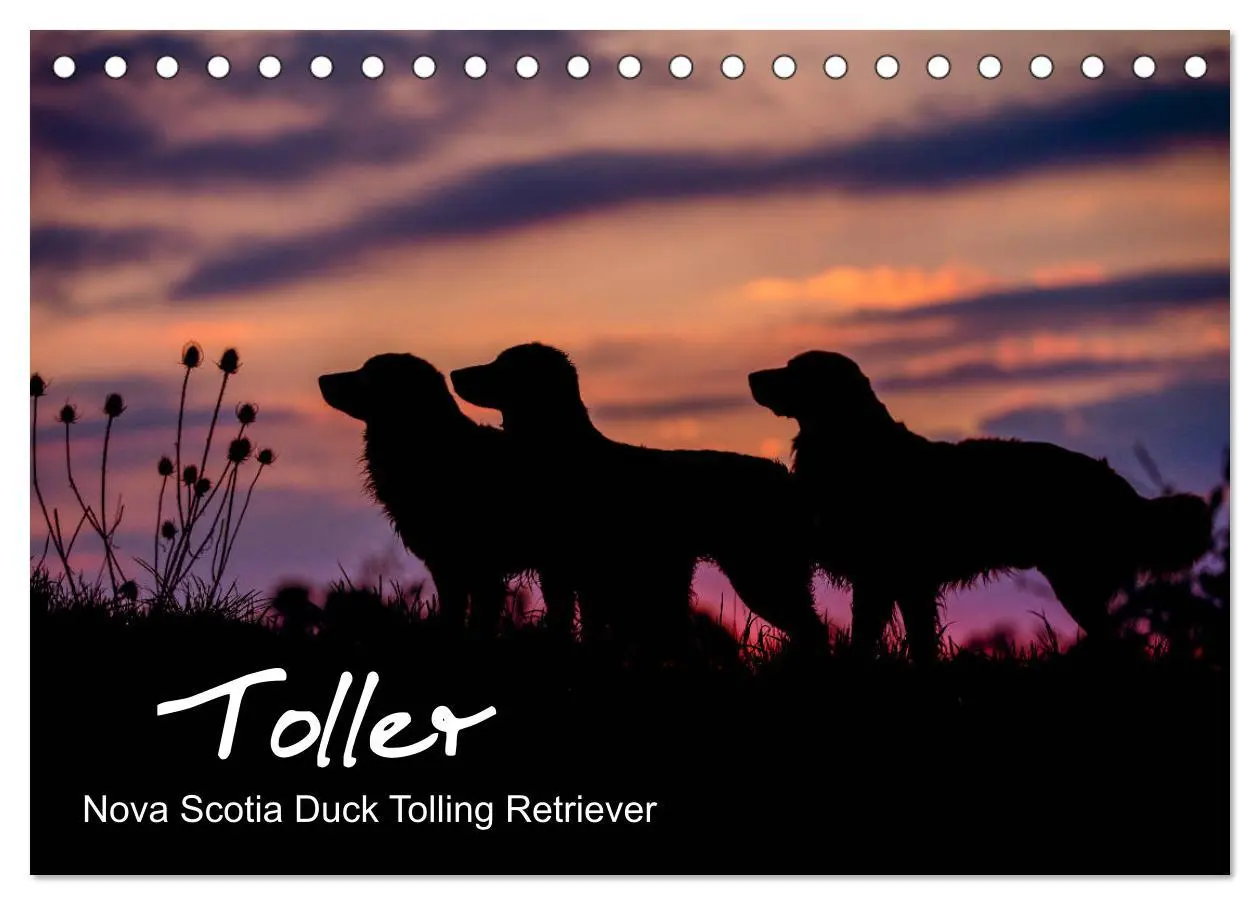 Cover: 9783457748886 | Toller - Nova Scotia Duck Tolling Retriever (Tischkalender 2026 DIN...