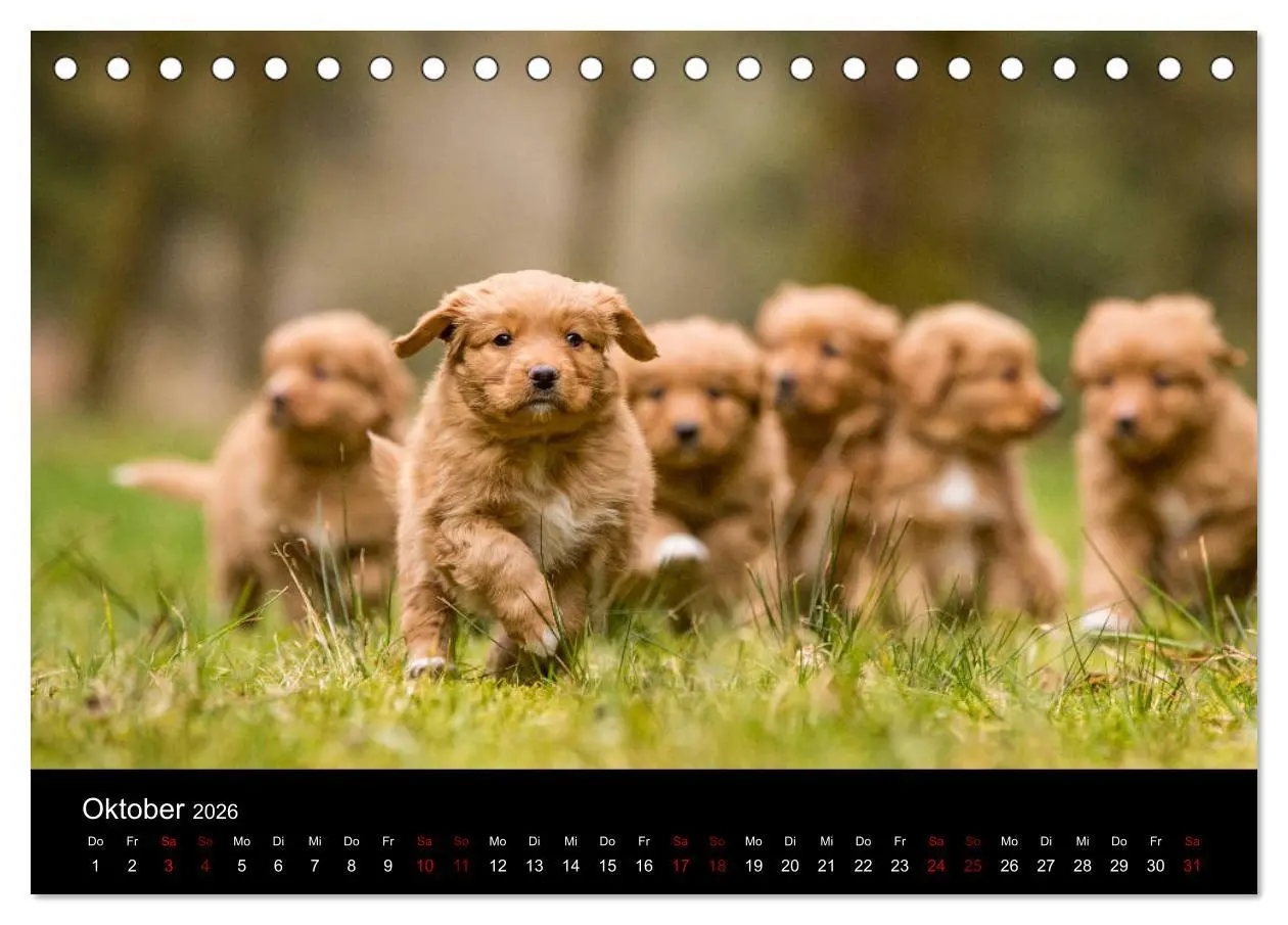 Bild: 9783457748886 | Toller - Nova Scotia Duck Tolling Retriever (Tischkalender 2026 DIN...