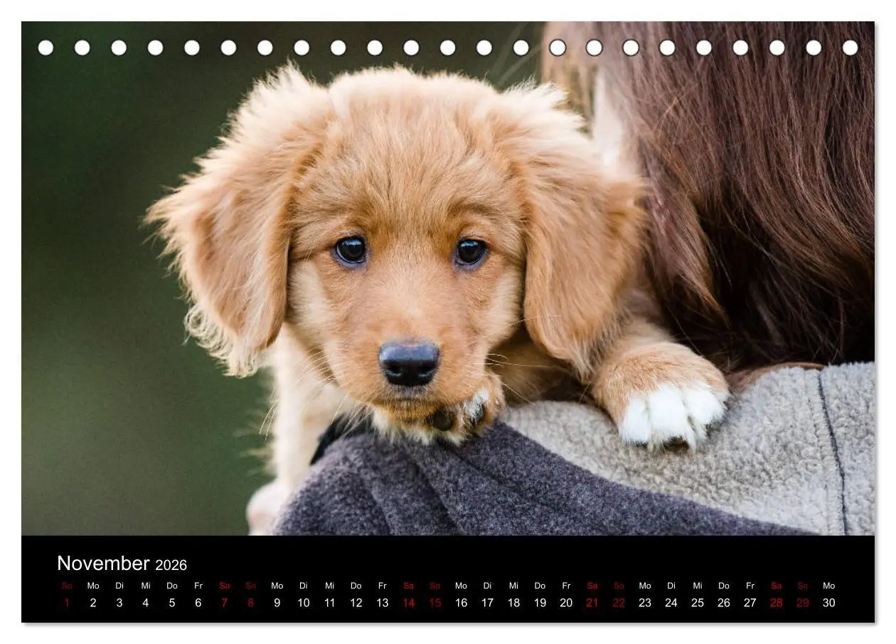 Bild: 9783457748886 | Toller - Nova Scotia Duck Tolling Retriever (Tischkalender 2026 DIN...