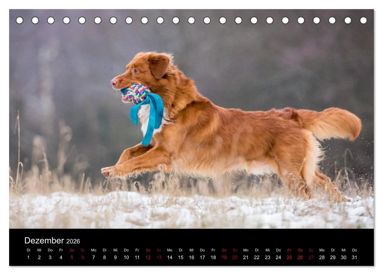 Bild: 9783457748886 | Toller - Nova Scotia Duck Tolling Retriever (Tischkalender 2026 DIN...