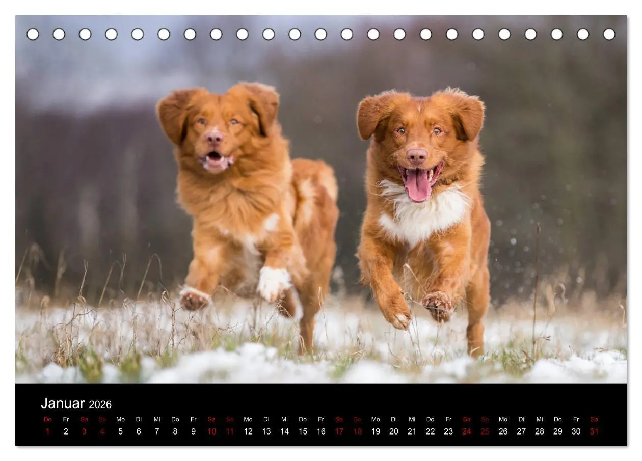 Bild: 9783457748886 | Toller - Nova Scotia Duck Tolling Retriever (Tischkalender 2026 DIN...