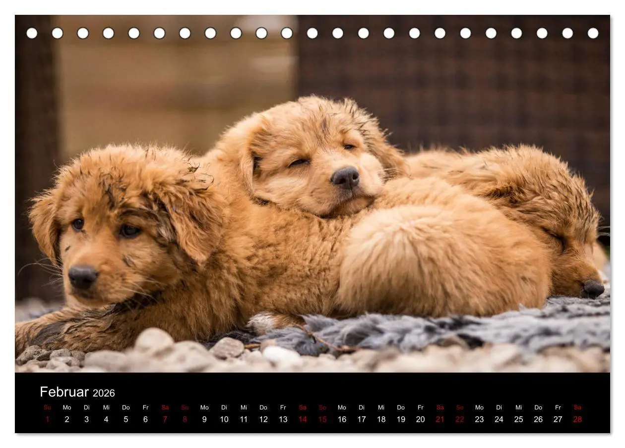 Bild: 9783457748886 | Toller - Nova Scotia Duck Tolling Retriever (Tischkalender 2026 DIN...