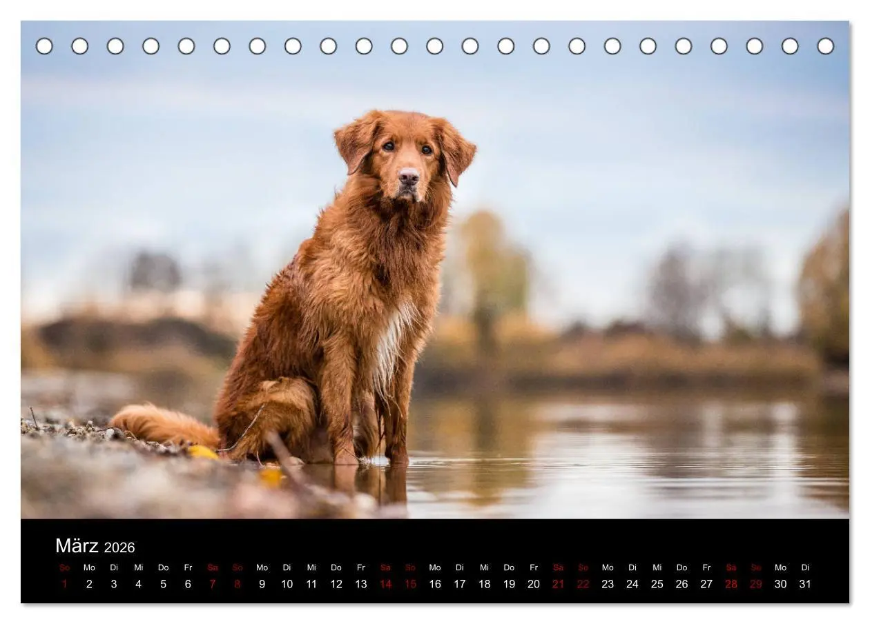 Bild: 9783457748886 | Toller - Nova Scotia Duck Tolling Retriever (Tischkalender 2026 DIN...