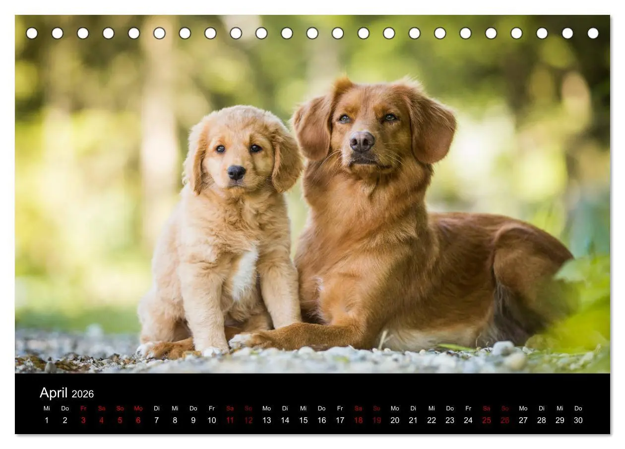 Bild: 9783457748886 | Toller - Nova Scotia Duck Tolling Retriever (Tischkalender 2026 DIN...