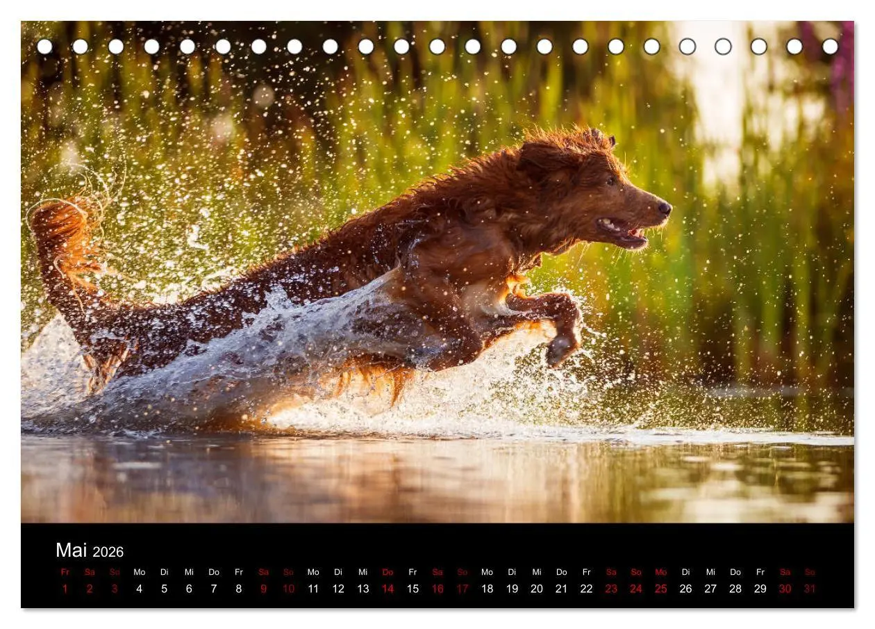 Bild: 9783457748886 | Toller - Nova Scotia Duck Tolling Retriever (Tischkalender 2026 DIN...