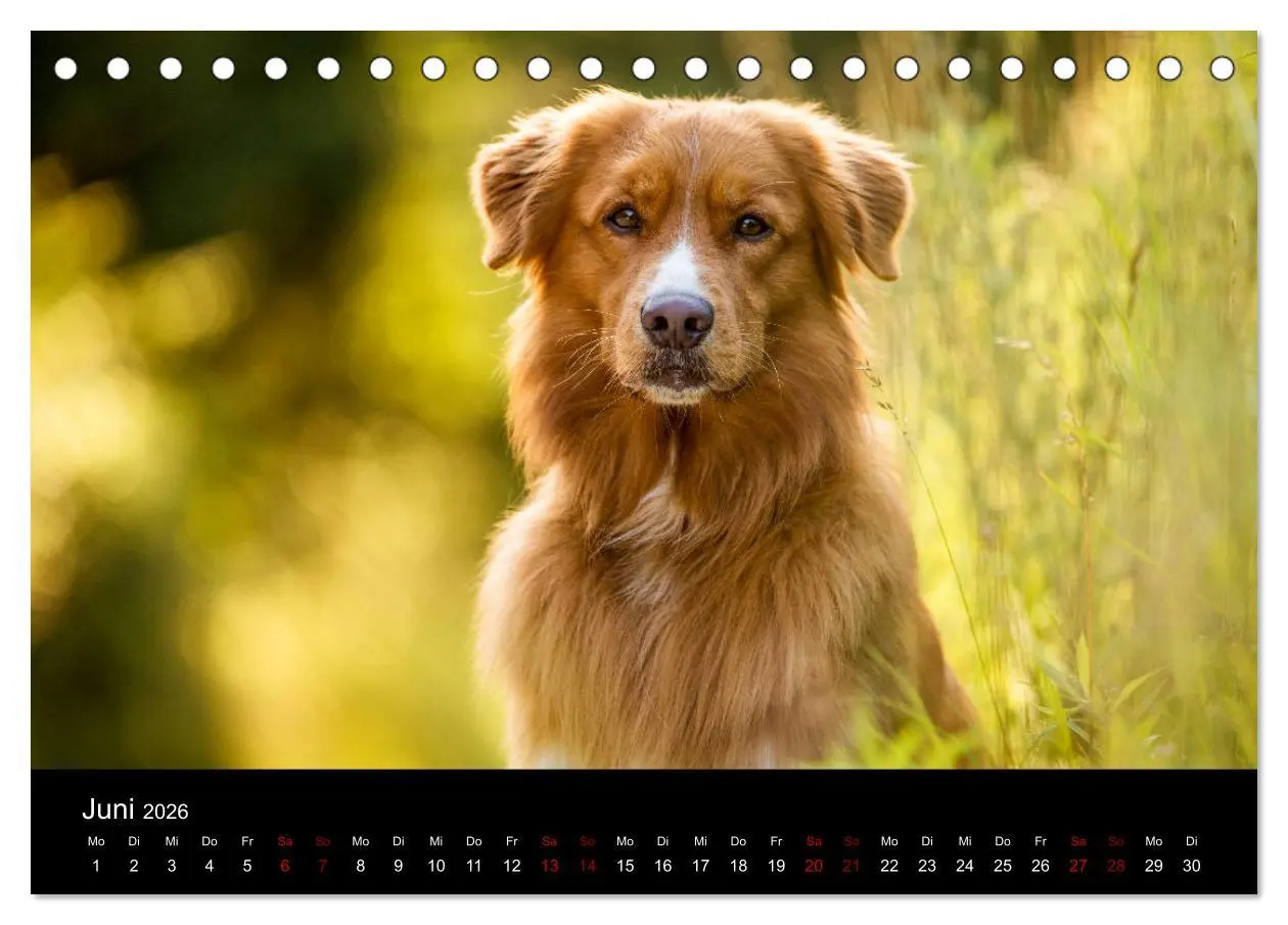 Bild: 9783457748886 | Toller - Nova Scotia Duck Tolling Retriever (Tischkalender 2026 DIN...