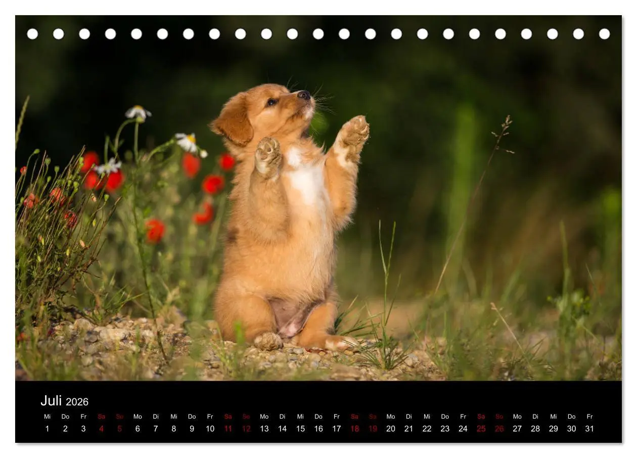 Bild: 9783457748886 | Toller - Nova Scotia Duck Tolling Retriever (Tischkalender 2026 DIN...