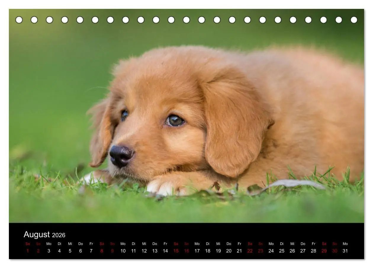 Bild: 9783457748886 | Toller - Nova Scotia Duck Tolling Retriever (Tischkalender 2026 DIN...