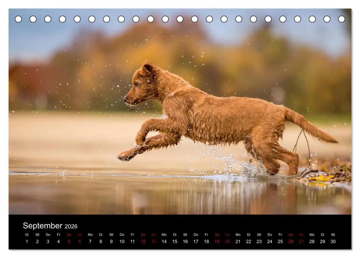 Bild: 9783457748886 | Toller - Nova Scotia Duck Tolling Retriever (Tischkalender 2026 DIN...