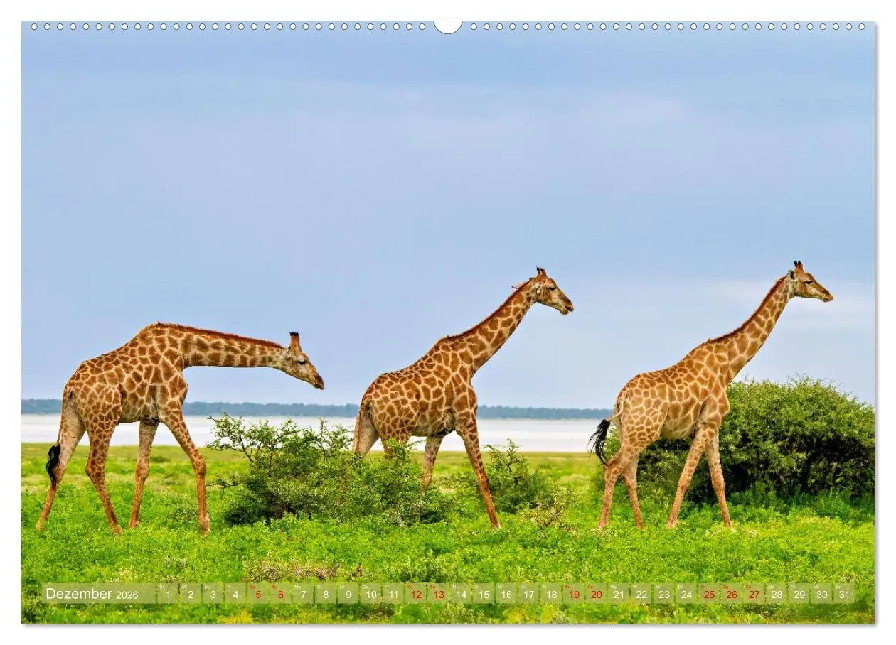 Bild: 9783516698886 | Namibias faszinierende Tierwelt (hochwertiger Premium Wandkalender...