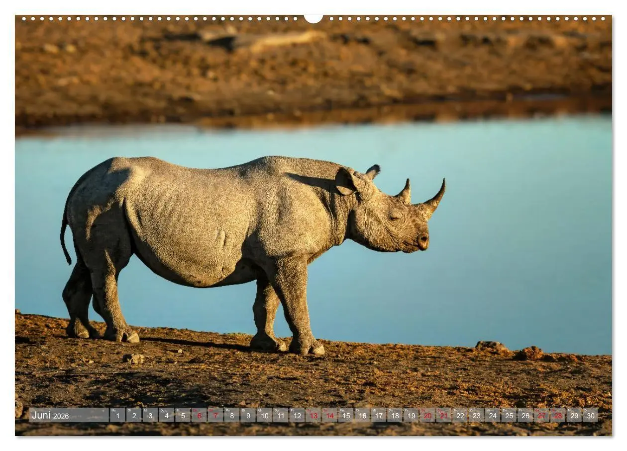 Bild: 9783516698886 | Namibias faszinierende Tierwelt (hochwertiger Premium Wandkalender...