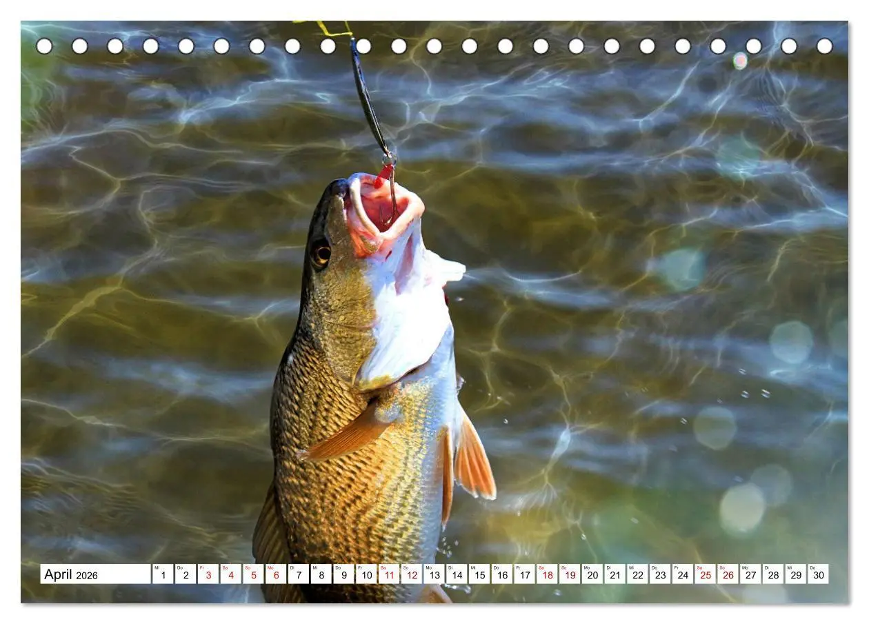 Bild: 9783457598986 | Anglerglück - den Fisch am Haken (Tischkalender 2026 DIN A5 quer),...