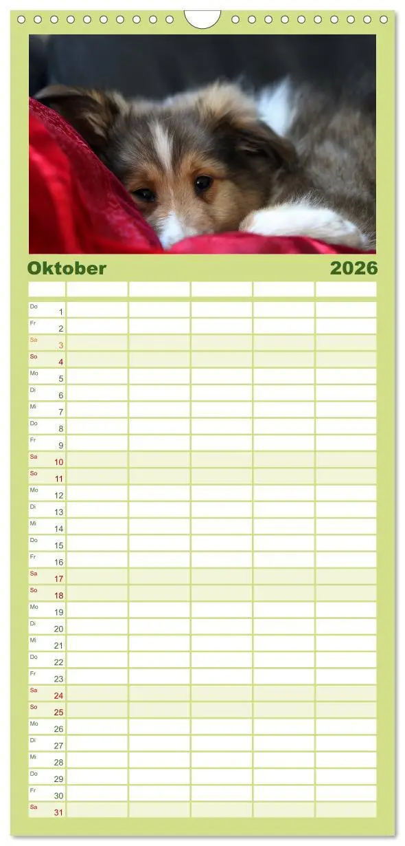 Bild: 9783516518986 | Familienplaner 2026 - Shelties 2026 mit 5 Spalten (Wandkalender, 21...