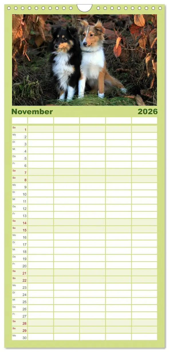 Bild: 9783516518986 | Familienplaner 2026 - Shelties 2026 mit 5 Spalten (Wandkalender, 21...