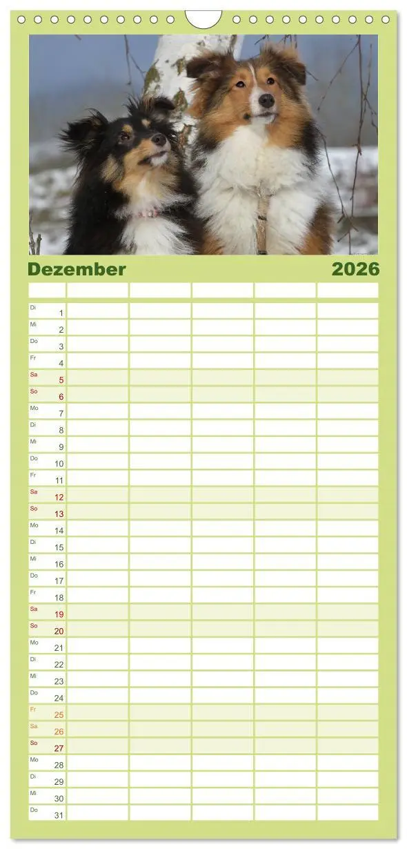 Bild: 9783516518986 | Familienplaner 2026 - Shelties 2026 mit 5 Spalten (Wandkalender, 21...