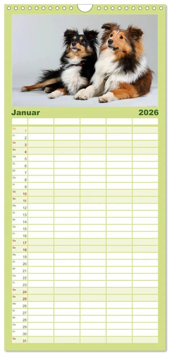 Bild: 9783516518986 | Familienplaner 2026 - Shelties 2026 mit 5 Spalten (Wandkalender, 21...