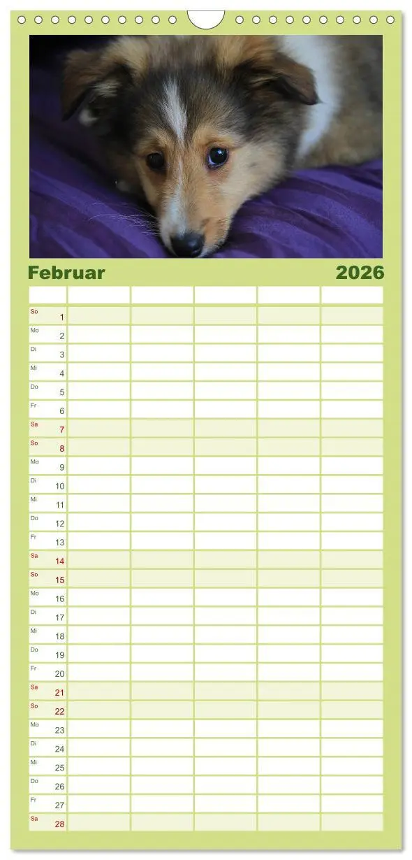 Bild: 9783516518986 | Familienplaner 2026 - Shelties 2026 mit 5 Spalten (Wandkalender, 21...