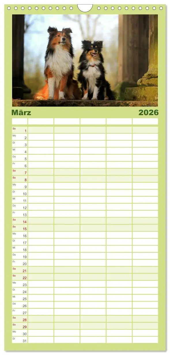 Bild: 9783516518986 | Familienplaner 2026 - Shelties 2026 mit 5 Spalten (Wandkalender, 21...