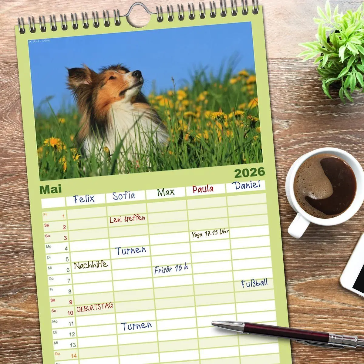 Bild: 9783516518986 | Familienplaner 2026 - Shelties 2026 mit 5 Spalten (Wandkalender, 21...