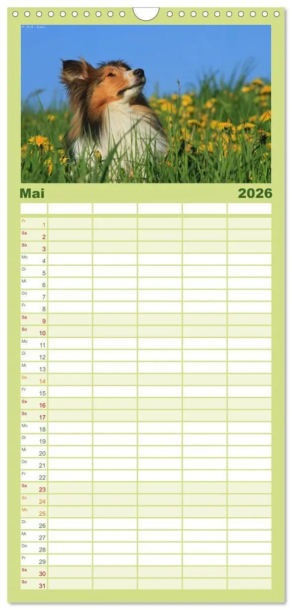 Bild: 9783516518986 | Familienplaner 2026 - Shelties 2026 mit 5 Spalten (Wandkalender, 21...