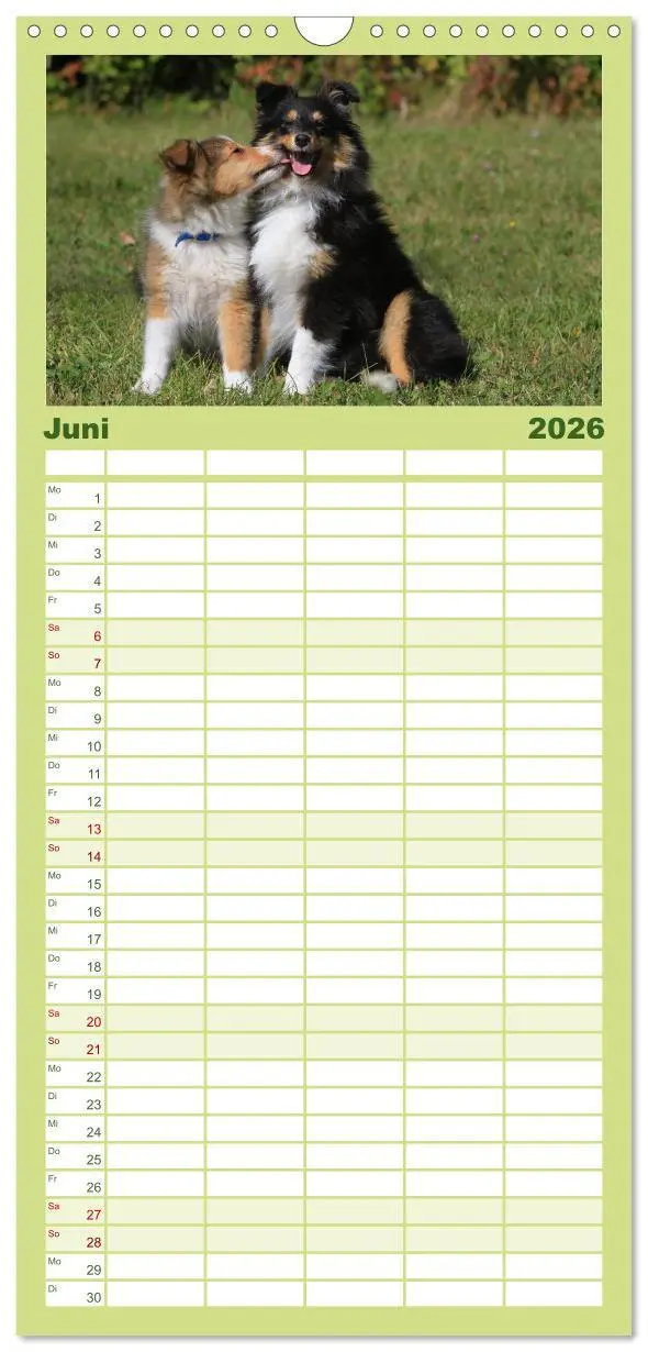Bild: 9783516518986 | Familienplaner 2026 - Shelties 2026 mit 5 Spalten (Wandkalender, 21...