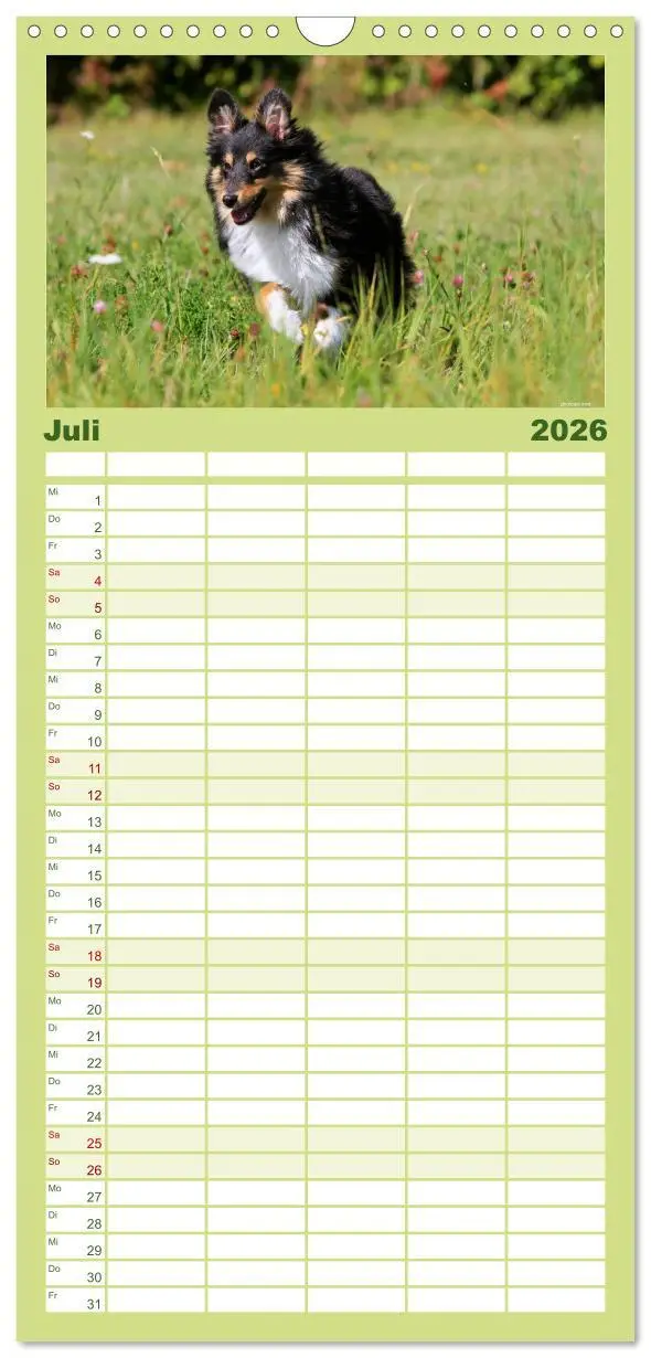Bild: 9783516518986 | Familienplaner 2026 - Shelties 2026 mit 5 Spalten (Wandkalender, 21...