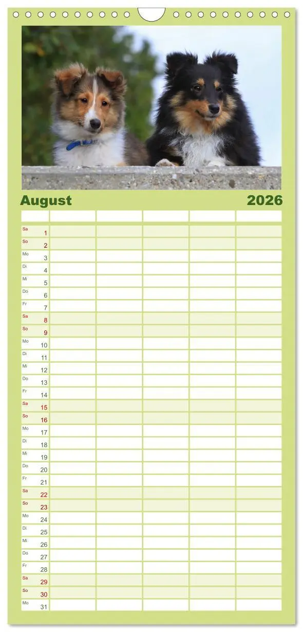 Bild: 9783516518986 | Familienplaner 2026 - Shelties 2026 mit 5 Spalten (Wandkalender, 21...