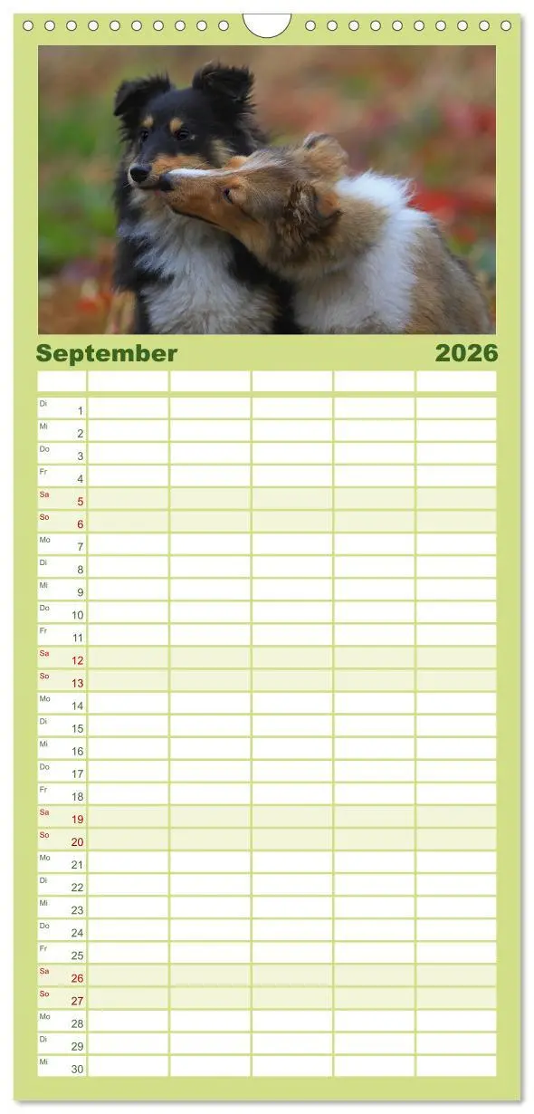 Bild: 9783516518986 | Familienplaner 2026 - Shelties 2026 mit 5 Spalten (Wandkalender, 21...