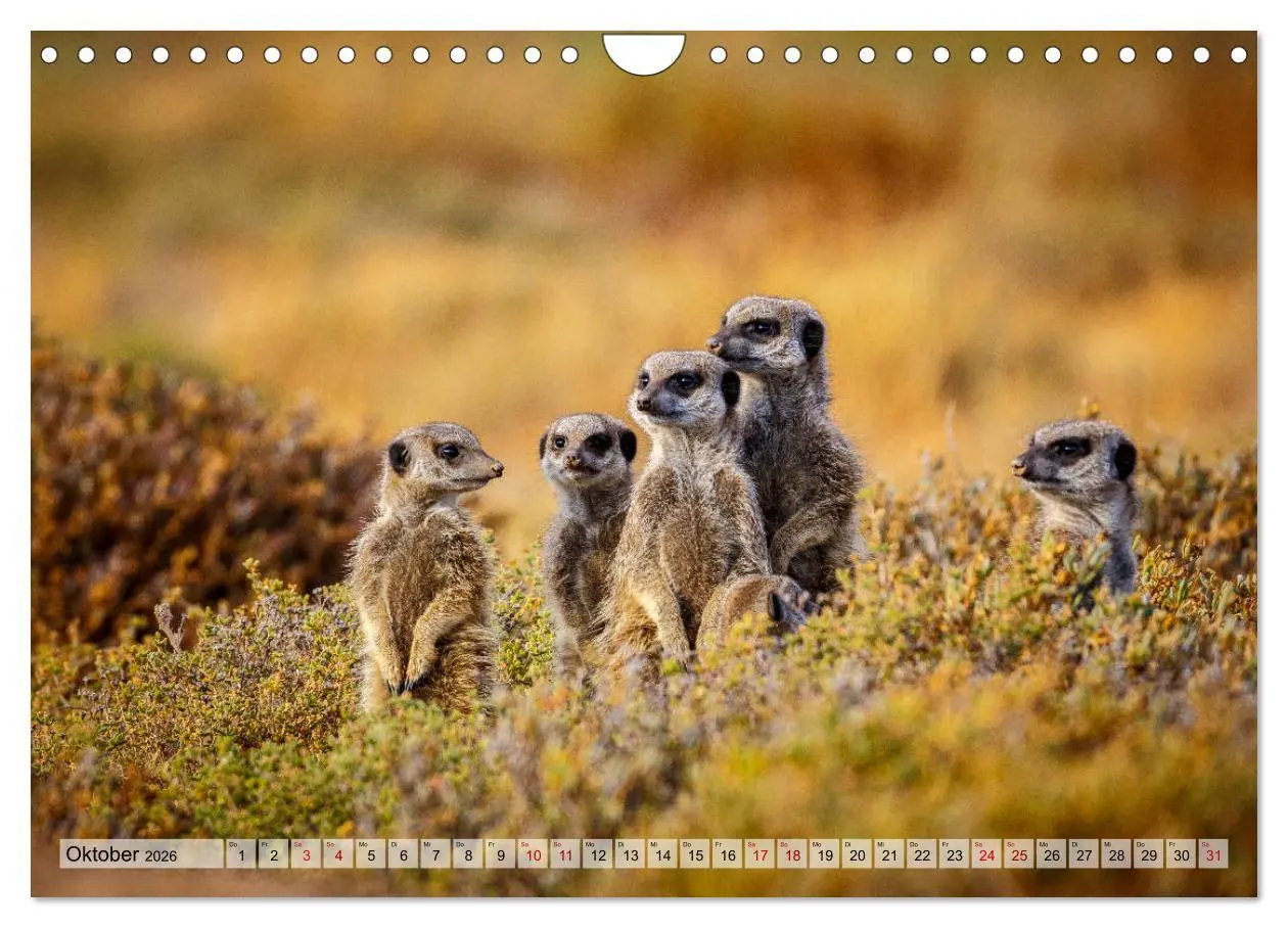 Bild: 9783457869086 | Südafrika: Kapstadt, Garden Route und Cape Winelands (Wandkalender...