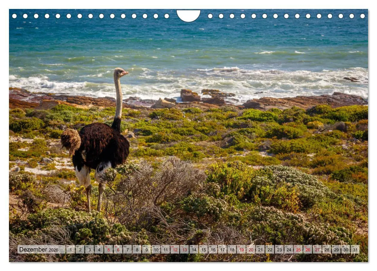 Bild: 9783457869086 | Südafrika: Kapstadt, Garden Route und Cape Winelands (Wandkalender...