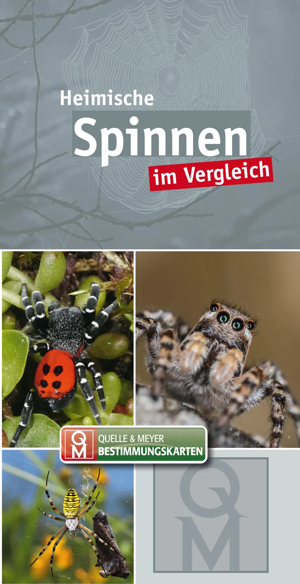 Cover: 9783494019086 | Heimische Spinnen | im Vergleich | Quelle &amp; Meyer Verlag | Taschenbuch