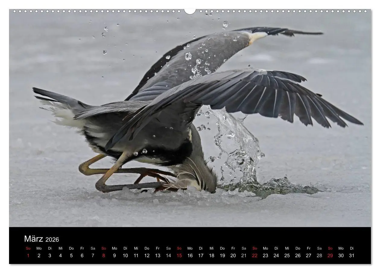Bild: 9783516019186 | Aus dem Leben der Graureiher (hochwertiger Premium Wandkalender...