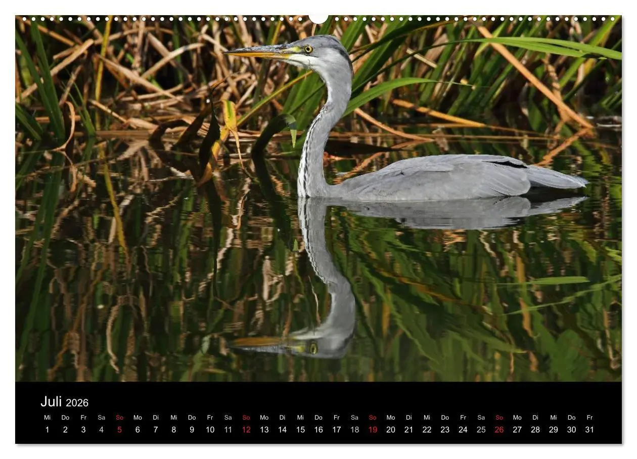 Bild: 9783516019186 | Aus dem Leben der Graureiher (hochwertiger Premium Wandkalender...