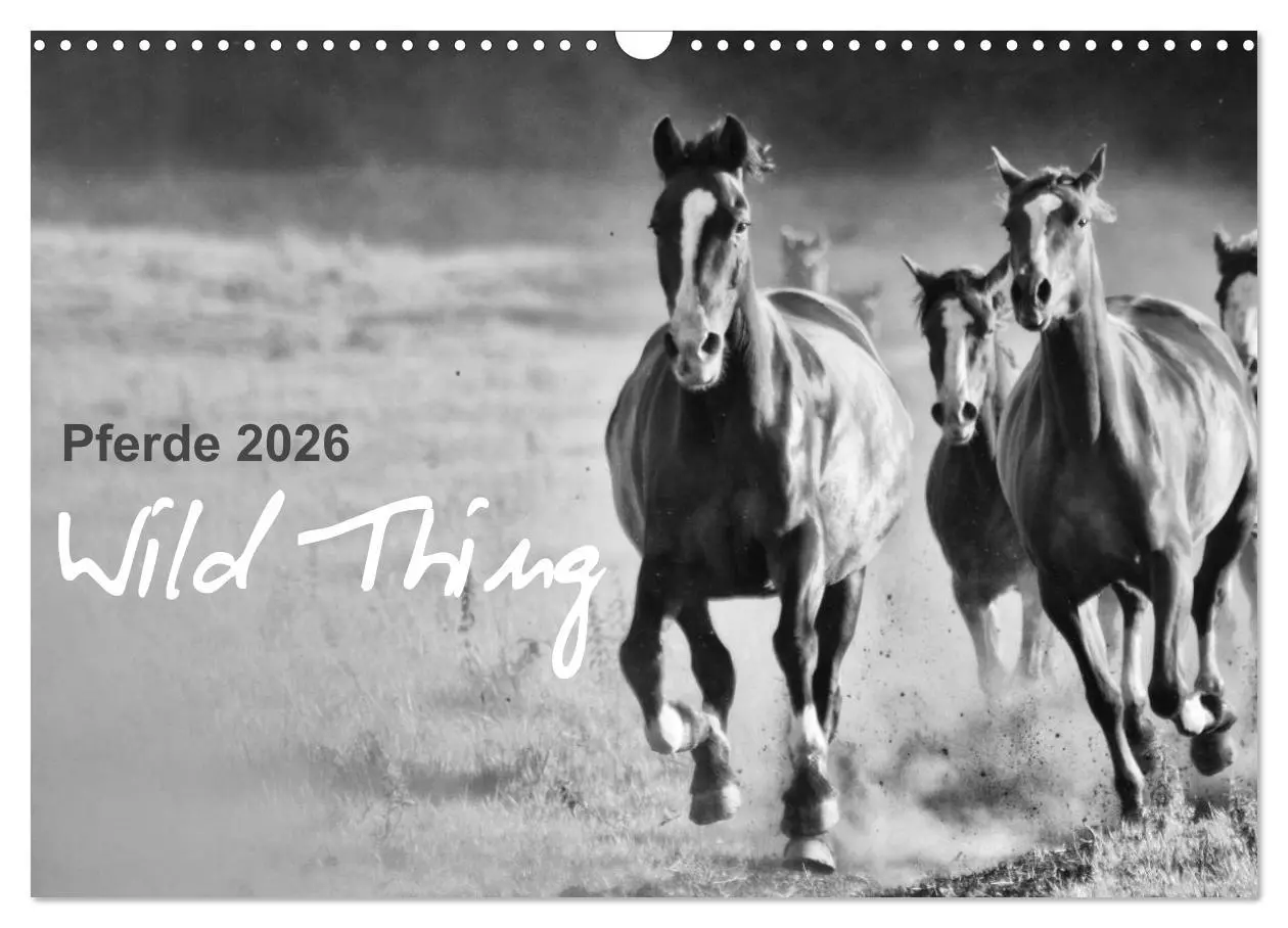 Cover: 9783516169386 | Pferde 2026 Wild Thing (Wandkalender 2026 DIN A3 quer), CALVENDO...