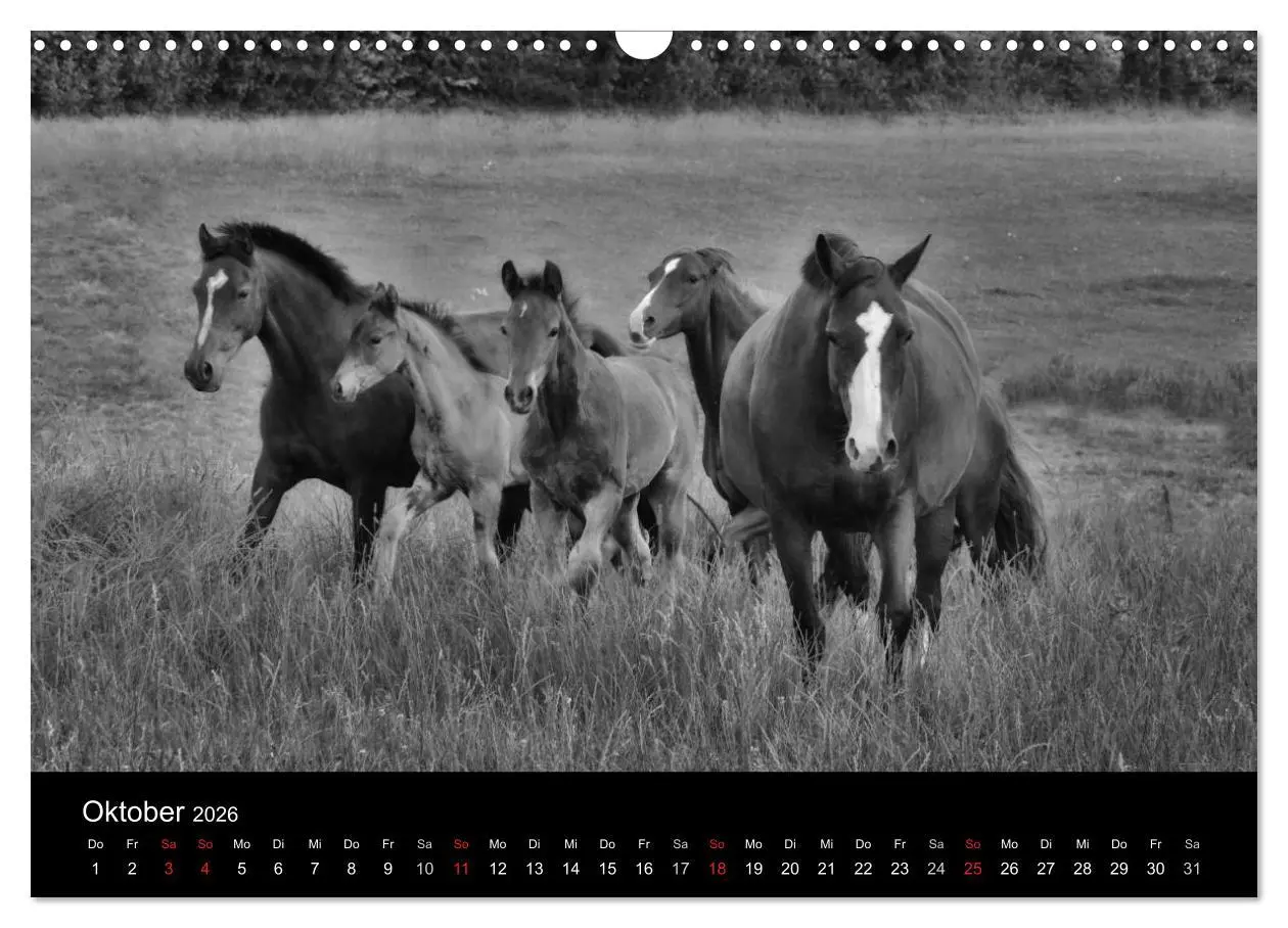 Bild: 9783516169386 | Pferde 2026 Wild Thing (Wandkalender 2026 DIN A3 quer), CALVENDO...
