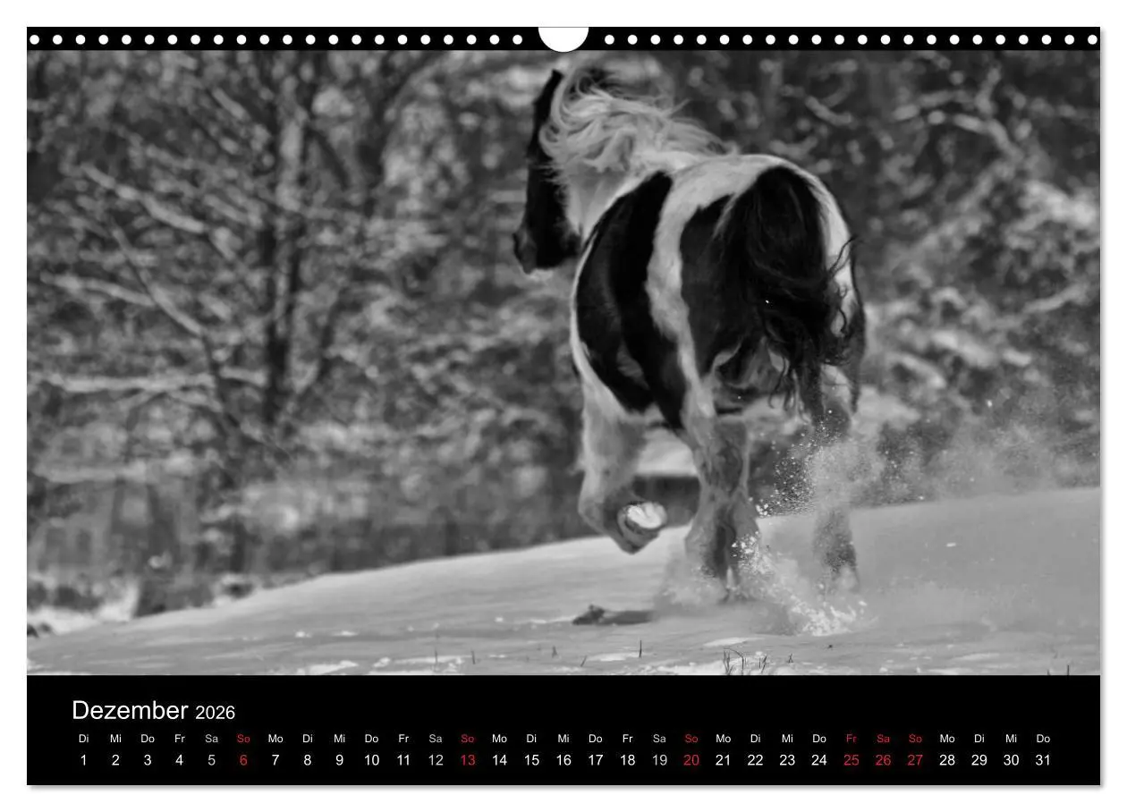 Bild: 9783516169386 | Pferde 2026 Wild Thing (Wandkalender 2026 DIN A3 quer), CALVENDO...