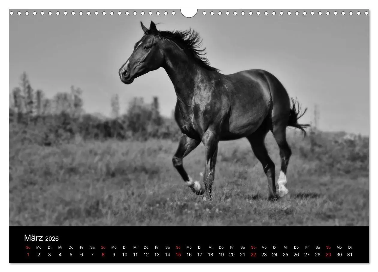 Bild: 9783516169386 | Pferde 2026 Wild Thing (Wandkalender 2026 DIN A3 quer), CALVENDO...