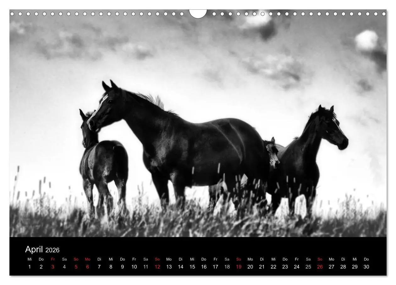 Bild: 9783516169386 | Pferde 2026 Wild Thing (Wandkalender 2026 DIN A3 quer), CALVENDO...