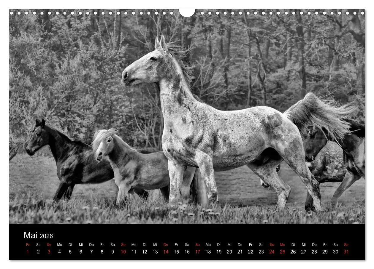 Bild: 9783516169386 | Pferde 2026 Wild Thing (Wandkalender 2026 DIN A3 quer), CALVENDO...