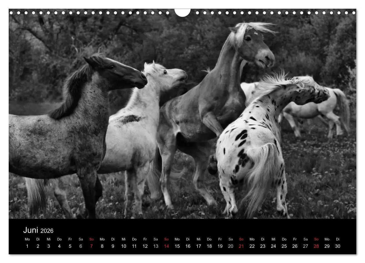 Bild: 9783516169386 | Pferde 2026 Wild Thing (Wandkalender 2026 DIN A3 quer), CALVENDO...