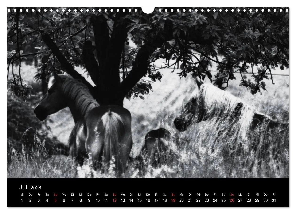Bild: 9783516169386 | Pferde 2026 Wild Thing (Wandkalender 2026 DIN A3 quer), CALVENDO...