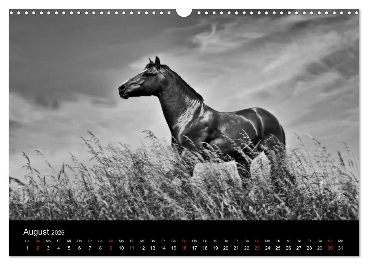 Bild: 9783516169386 | Pferde 2026 Wild Thing (Wandkalender 2026 DIN A3 quer), CALVENDO...